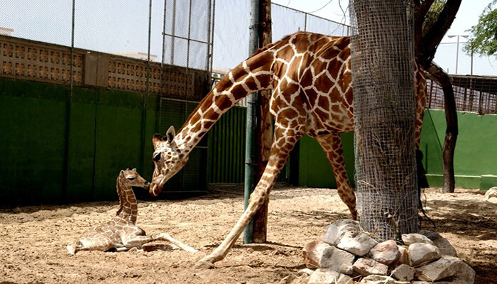 dubai zoo